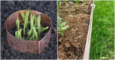 Медная лента защитит ваши растения от улиток. Незаменимая вещь для садоводов и дачников - cpykami.ru