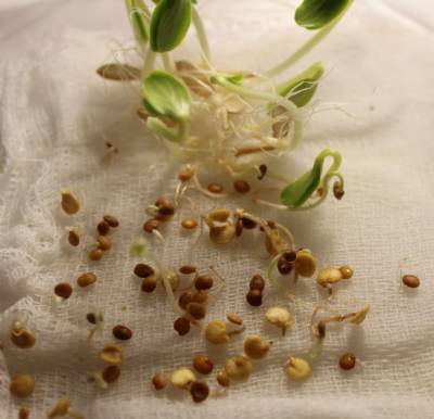 ​Как обеспечить быстрое прорастание семенам - polsov.com