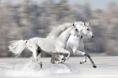 Что символизирует Белый конь в мифологии? - shkolazhizni.ru