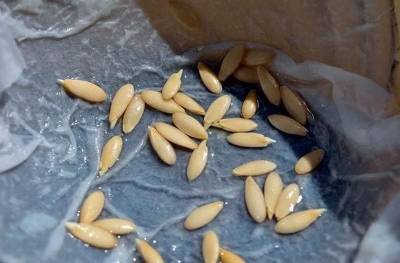 В чём замачивать семена перед посадкой на рассаду? 4 рецепта натуральных биостимуляторов - nashsovetik.ru