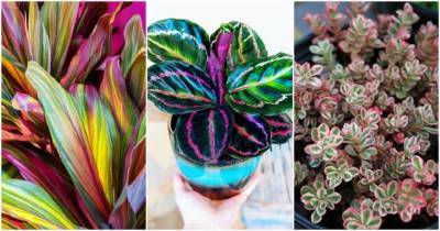 15 трехцветных комнатных растений с самым необычным окрасом листьев - cpykami.ru