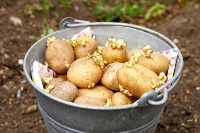 Проращивание картофеля перед посадкой… в лотках из-под яиц. Лайфхак для дачников - nashsovetik.ru