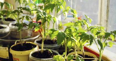 Выращиваю только крепко сбитую рассаду томатов, соседка по даче надоумила - takprosto.cc