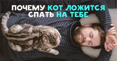 Зачем коты спят на хозяйской спине - takprosto.cc