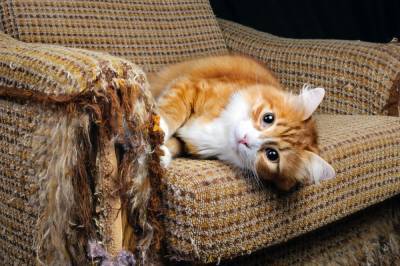 Как защитить диван от кошачьих когтей? - shkolazhizni.ru
