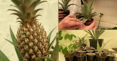Вырастить и получить плоды ананаса в домашних условиях не так уж и сложно - cpykami.ru