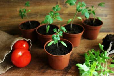 7 противопоказаний при выращивании рассады помидоров, которые действуют на них губительно - novate.ru