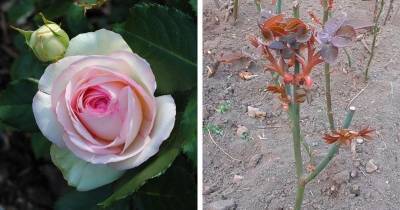 4 полезных совета по уходу за розой в апреле. Обильное цветение не заставит себя долго ждать - cpykami.ru