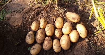 Что насыпать в лунку с картофелем перед посадкой, чтобы собрать ведро урожая с куста - novate.ru