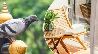 Как избавиться от голубей на открытом балконе? Самый простой способ - nashsovetik.ru