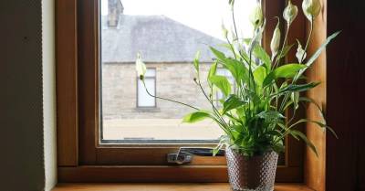 Зеленая бригада: 9 лучших растений для каждой комнаты (и еще три для балкона) - rus.delfi.lv