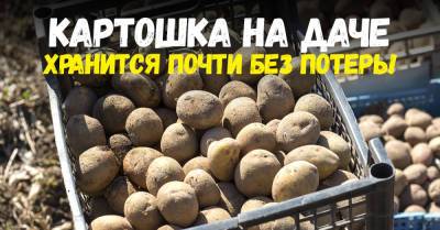 Древний славянский способ хранения картошки, чтобы обойтись без порчи продукта - takprosto.cc