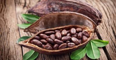 ​Почему какао полезно особенно тем, кому за 40 - polsov.com