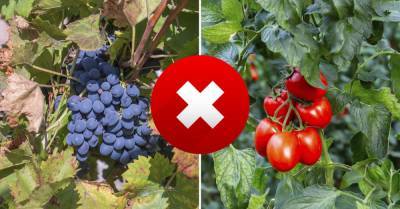 Дачник из Германии выкорчевал растения, что портили урожай винограда - takprosto.cc - Германия - Виноград