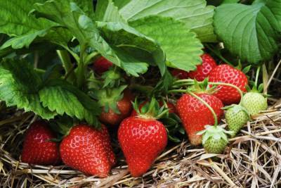5 советов по уходу за клубникой весной, чтобы получить большой урожай вкуснейшей ягоды - cpykami.ru