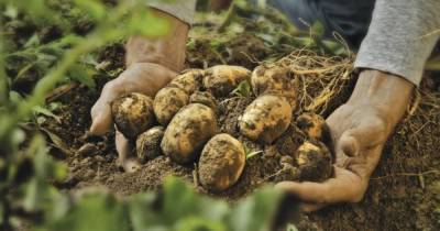 Как уберечь картофель и другие овощи от прожорливого проволочника и сохранить урожай - novate.ru