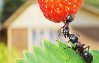 ​Лучший способ избавиться от муравьев на участке - polsov.com