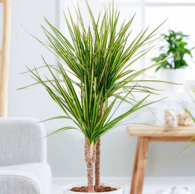 ​Комнатные растения, которые превосходно очищают воздух в доме - polsov.com