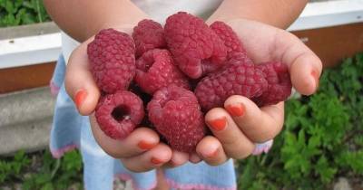 После такой подкормки ваша малина завалит вас урожаем крупных сладких ягод - cpykami.ru
