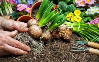 5 способов оживить луковицы цветов после зимы при неправильном хранении - nashsovetik.ru