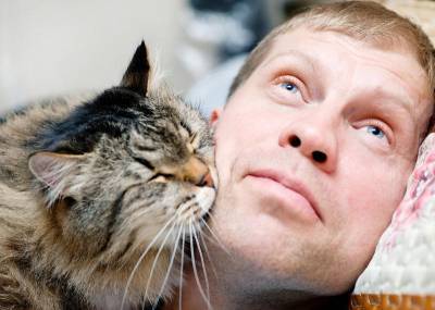 Как научиться понимать свою кошку? - shkolazhizni.ru