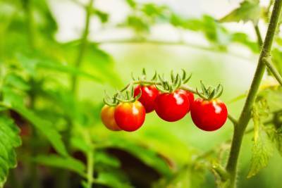Как вырастить хорошую рассаду помидоров в домашних условиях? - shkolazhizni.ru