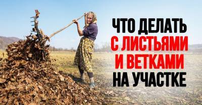 Почему нельзя жечь ветки на участке и жарить шашлык на костре - takprosto.cc - Россия