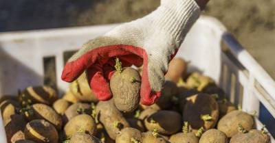 Сосед культивирует картофель, научил, как надрезать клубни перед посадкой для щедрого урожая - takprosto.cc