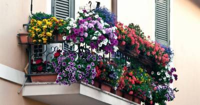 7 готовых схем для выращивания цветов за окном квартиры, как в итальянских многоэтажках - novate.ru - Рим - Италия