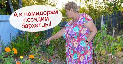 Почему бывает полезно потеснить томаты и посадить к ним соседей снизу - takprosto.cc