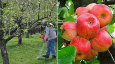 Чем подкормить яблоню, чтобы собрать крупные, ароматные и вкусные плоды - novate.ru