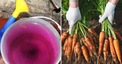 Слабый фиолетовый раствор вырастит крепкую и сочную морковь - takprosto.cc
