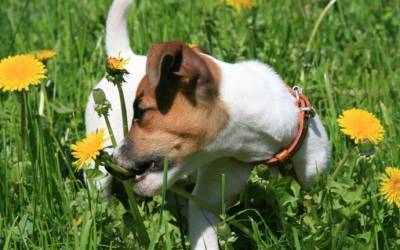 Что делать, если собака ест траву или 4 главных опасности от поедания питомцем растений - polsov.com