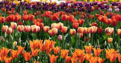 ФОТО. Прямо как в Голландии: Потрясающие поля тюльпанов в Даугмале - rus.delfi.lv - Голландия
