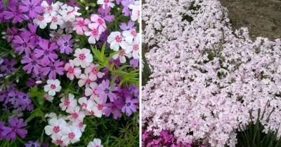 7 цветов на выбор! Посадите их, и они вытеснят сорняки с участка - cpykami.ru