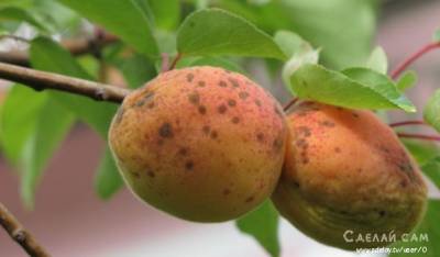 Как бороться с болезнями и вредителями абрикоса? - sdelay.tv