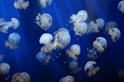 Откуда взялись медузы? - shkolazhizni.ru - Россия - республика Крым