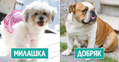 Самые любвеобильные и добрые породы собак для дома - takprosto.cc