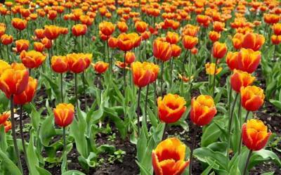 Где можно увидеть тюльпаны, как в Нидерландах? - shkolazhizni.ru - Украина - Голландия