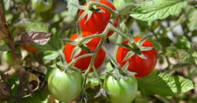 Чем обработать томаты во время цветения, чтобы собрать богатый урожай - novate.ru