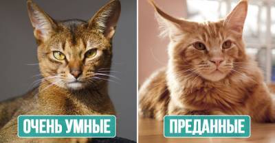 У каких пород кошек собачий характер - takprosto.cc