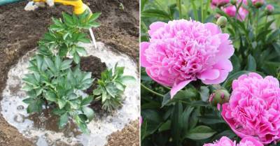 Пионы обожают органические удобрения, обильно цветут в благодарность садовнику - takprosto.cc