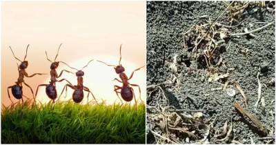 Быстрый и доступный способ избавления от муравьев без приманок. Рабочий метод - cpykami.ru