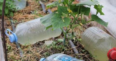 Пассивный полив из пластиковой бутылки, который поможет забыть о шлангах и ведрах на месяц - novate.ru