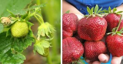 Органическое удобрение для подкормки клубники: ягода увеличится на глазах - cpykami.ru