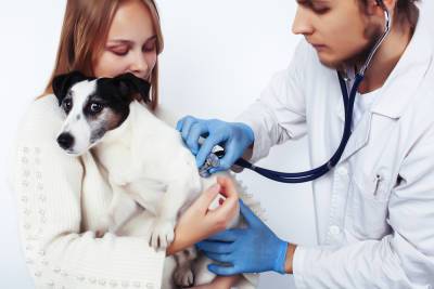 Что известно о вакцине от коронавируса для домашних животных? - shkolazhizni.ru