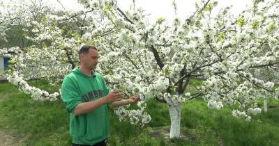 Не пропустите! Подкормка черешни в момент цветения — самая важная для завязывания плодов - cpykami.ru