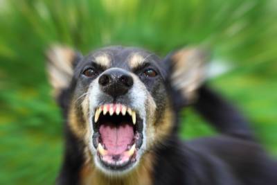 Почему собака бывает агрессивной - polsov.com