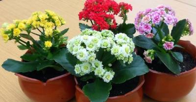 7 комнатных растений, которые можно не поливать целый месяц, а то и дольше - novate.ru