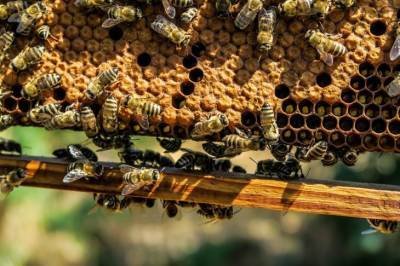 Когда можно покупать мед нового урожая и как определить его качество - belnovosti.by